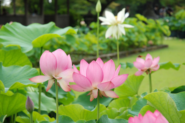 西国十番三室戸寺 10