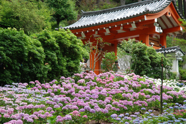 西国十番三室戸寺 13