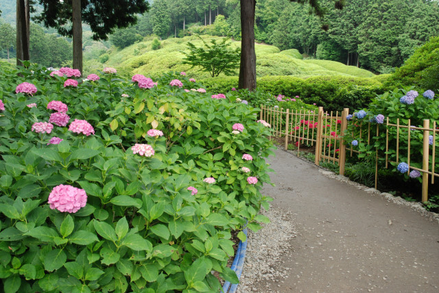西国十番三室戸寺 14